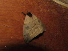 Automeris liberia