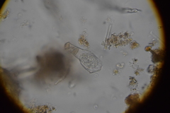 Physochila griseola