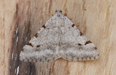 Digrammia denticulata