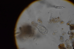 Physochila griseola