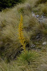 Aciphylla colensoi
