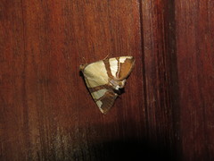 Eulepidotis julianata