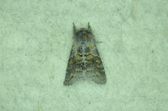 Gluphisia lintneri