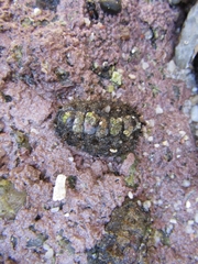 Acanthochitona garnoti