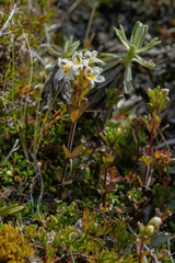 Euphrasia laingii