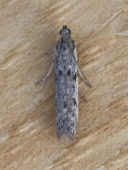 Homoeosoma stypticella