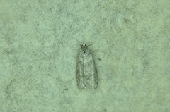 Semioscopis inornata