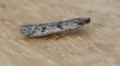 Homoeosoma stypticella