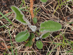 Hieracium sylvularum