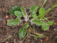 Hieracium sylvularum