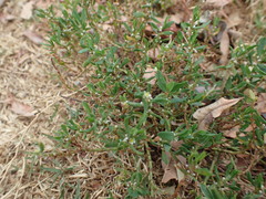 Polygonum aviculare