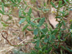 Polygonum aviculare