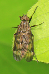 Rhagio punctipennis