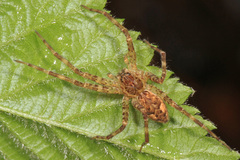 Dolomedes tenebrosus
