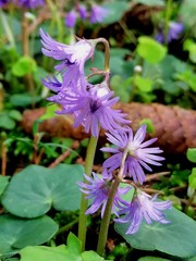 Soldanella montana