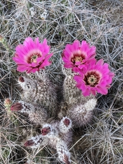 Echinocereus chisosensis