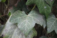 Hedera helix