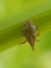 Anthonomus pedicularius