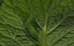 Orthosia cerasi