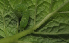Orthosia cerasi