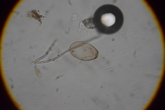 Cryptodifflugia oviformis