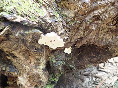 Heterobasidion parviporum