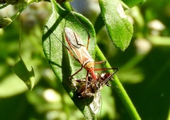 Zelus grassans