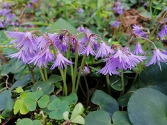Soldanella montana