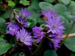 Soldanella montana