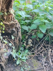 Lathraea squamaria