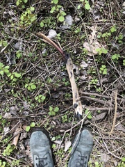 Odocoileus virginianus