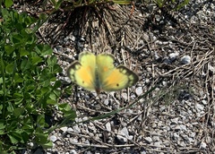 Colias eurytheme