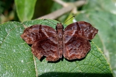 Helias phalaenoides