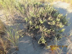 Ozothamnus leptophyllus
