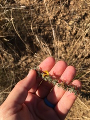 Aspalathus acanthophylla