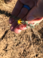 Aspalathus acanthophylla