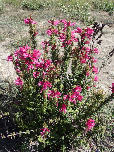 Image of Lamourouxia virgata by (c) Julien Renoult, some rights reserved (CC BY)