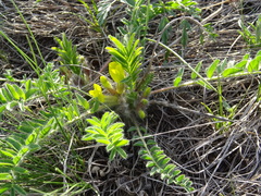 Astragalus wolgensis