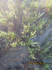 Ozothamnus leptophyllus