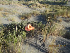 Ozothamnus leptophyllus