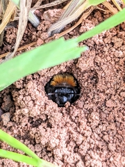 Andrena clarkella