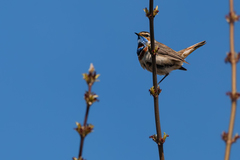 Luscinia svecica svecica
