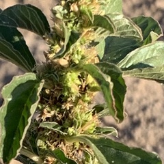 Amaranthus thunbergii