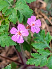 Geranium robertianum