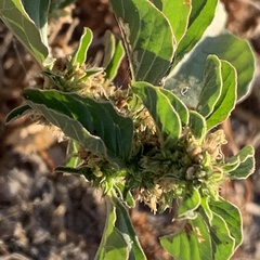 Amaranthus thunbergii