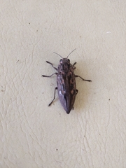 Chalcophora virginiensis