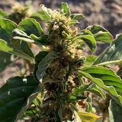 Amaranthus thunbergii