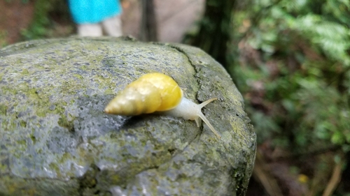 Sulfur Cone