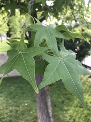 Liquidambar