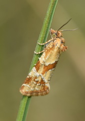 Aethes hartmanniana
